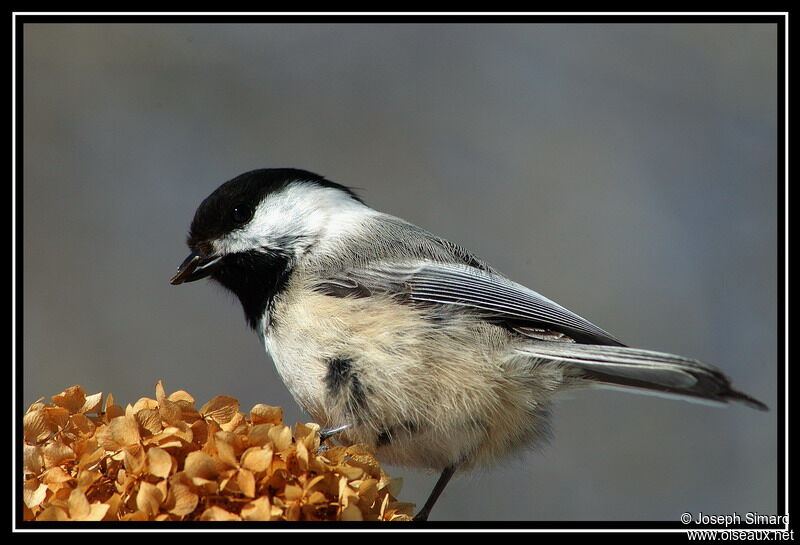 Black-capped Chickadee