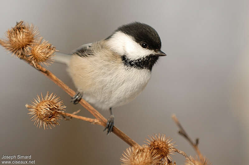 Black-capped Chickadeeadult post breeding, pigmentation