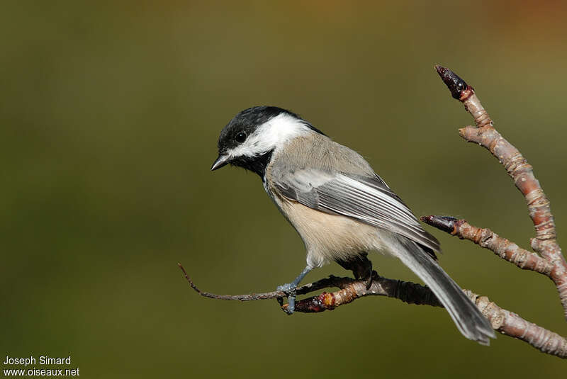 Black-capped Chickadeeadult, identification, pigmentation