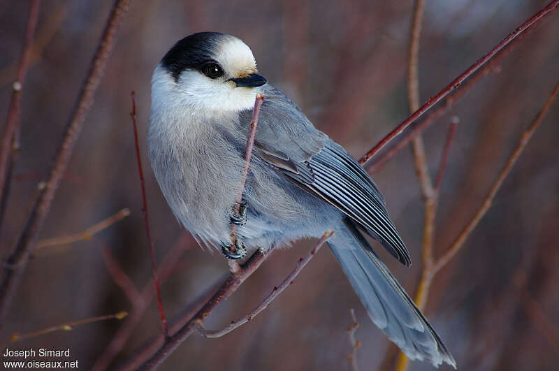 Mésangeai du Canada, identification