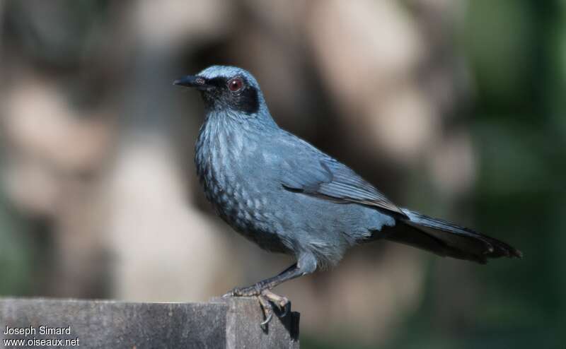 Moqueur bleu mâle adulte, identification