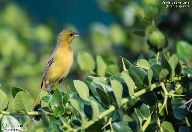 Oriole des vergers