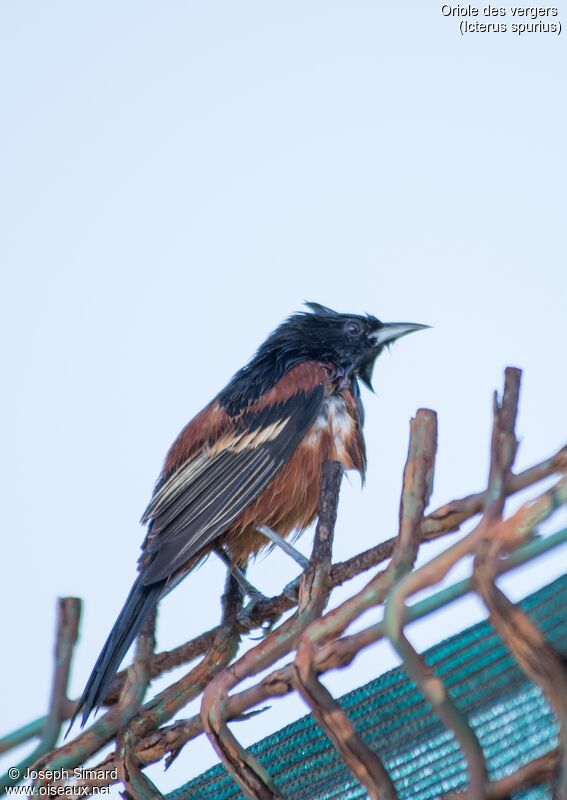 Oriole des vergers mâle