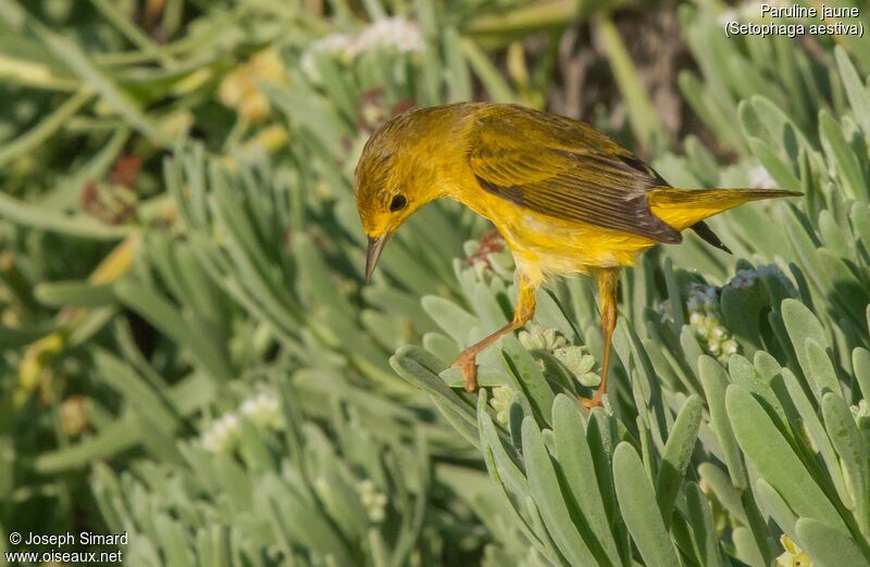 Paruline jaune