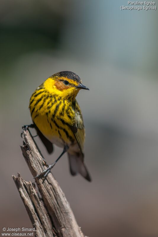 Paruline tigrée