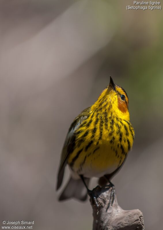 Paruline tigrée