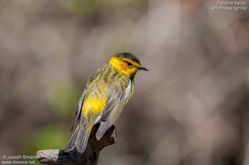 Paruline tigrée