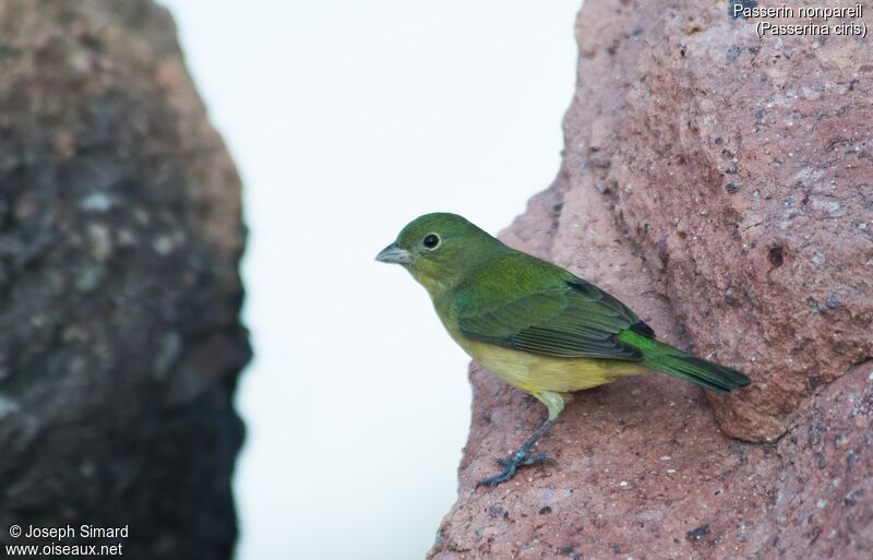 Passerin nonpareil femelle