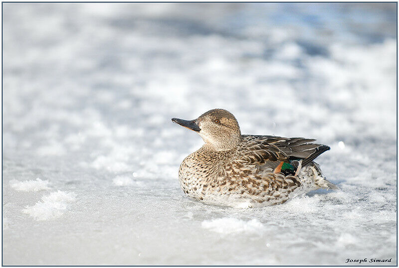 Sarcelle d'hiver