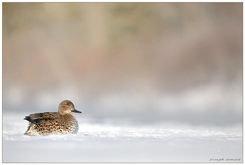 Sarcelle d'hiver femelle