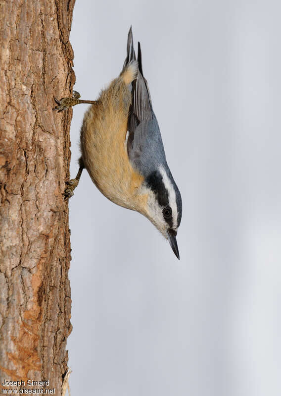 Sittelle à poitrine rousseadulte, identification