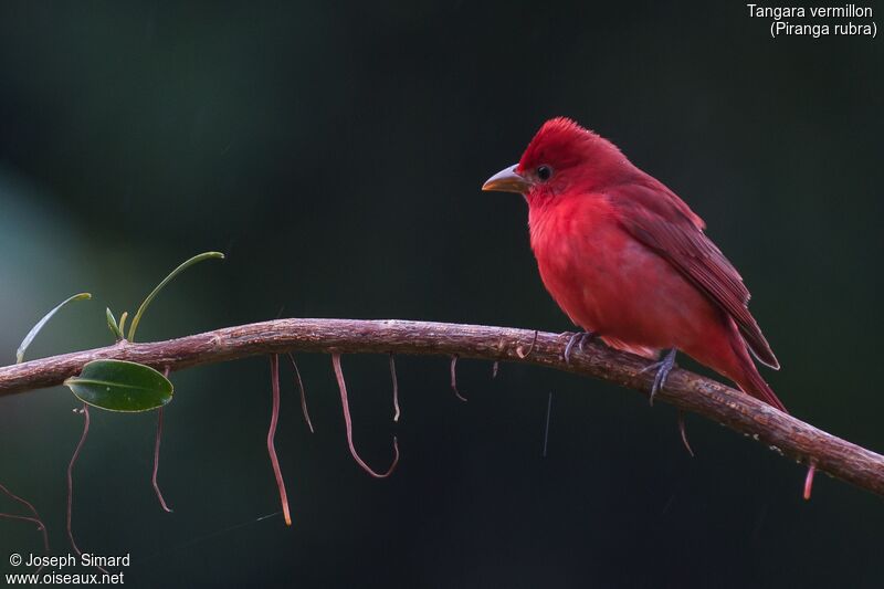 Summer Tanager