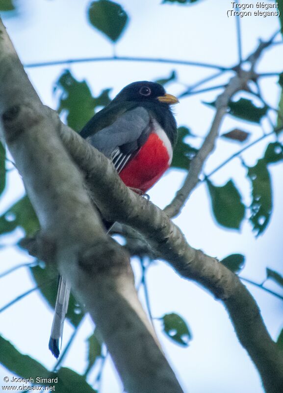 Trogon élégant mâle