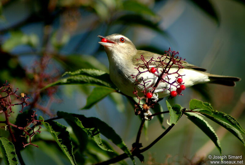 Red-eyed Vireo