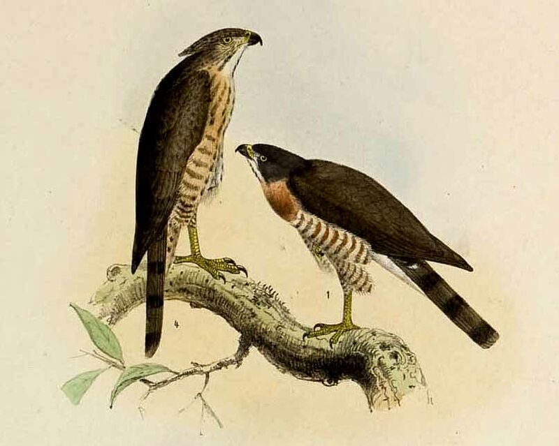 Crested Goshawk