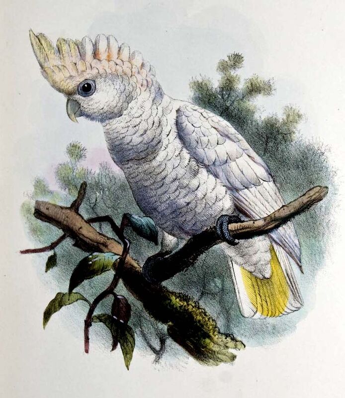 Tanimbar Corella