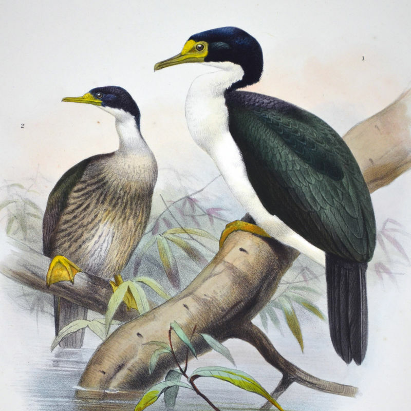 Cormoran des Kerguelen