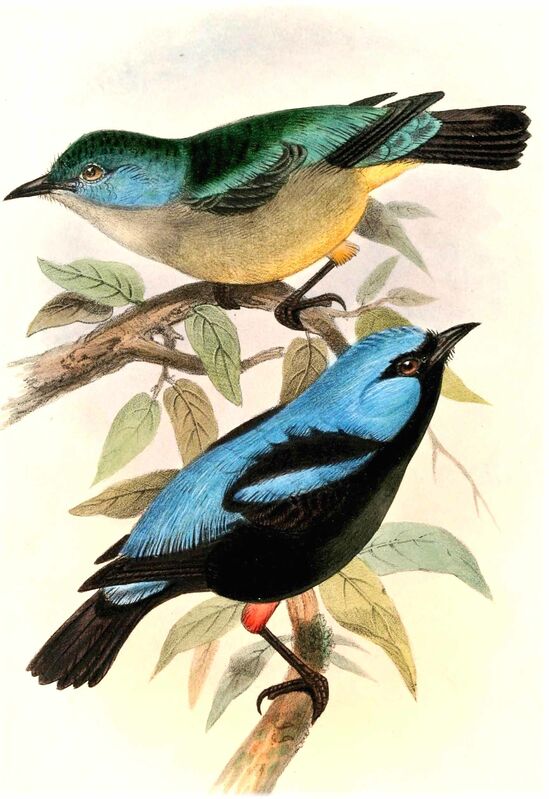 Dacnis à cuisses rouges