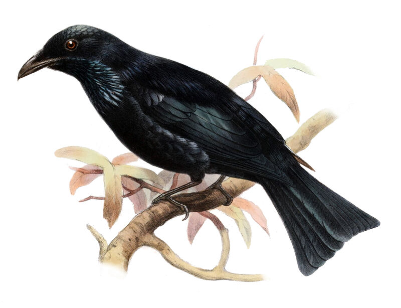 Drongo à crinière