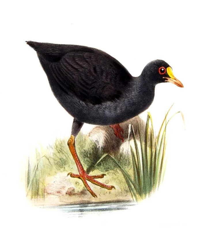 Gallinule punaé