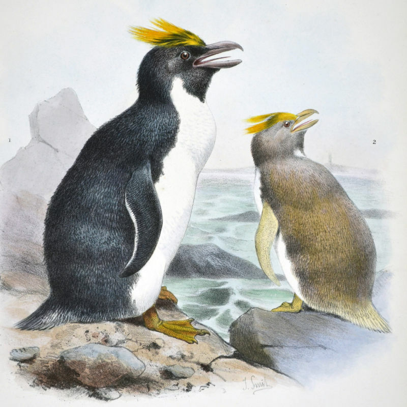 Macaroni Penguin