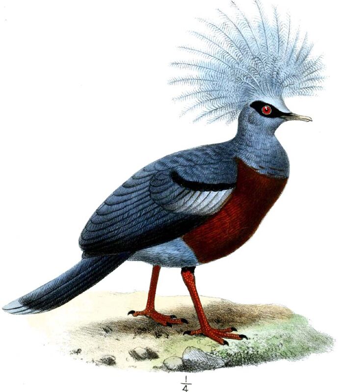 Scheepmaker's Crowned Pigeon