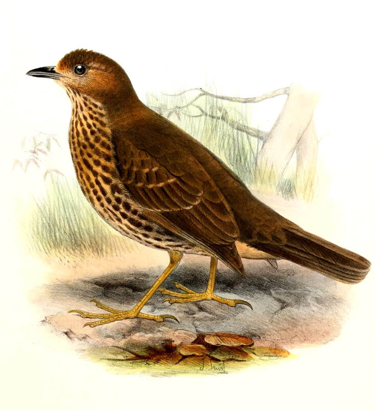 Tristan Thrush