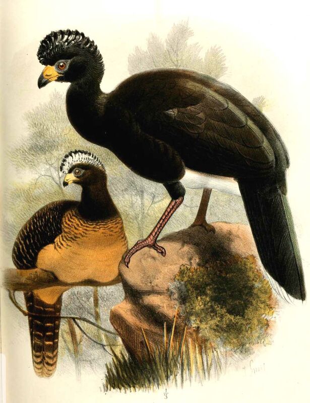 Bare-faced Curassow