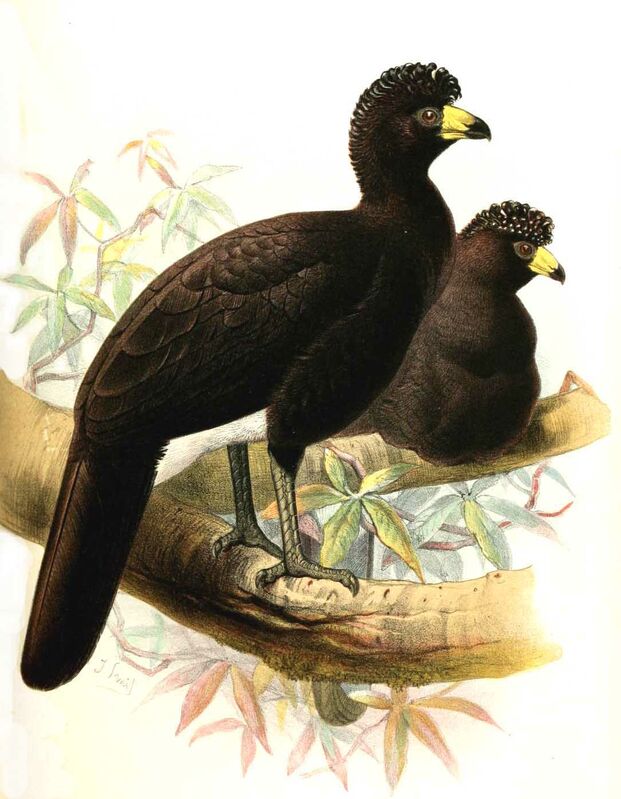 Black Curassow