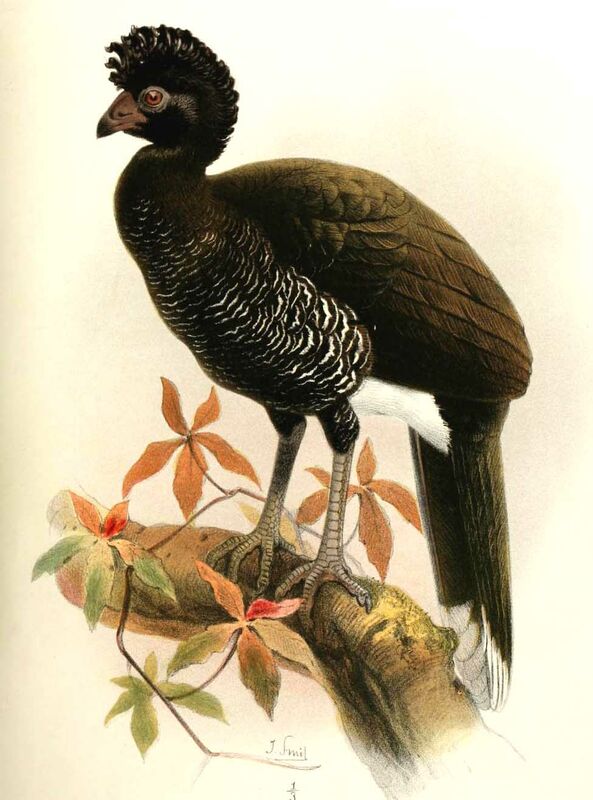 Yellow-knobbed Curassow