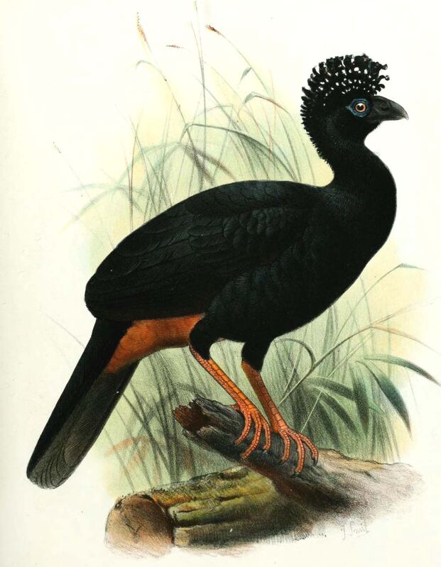 Wattled Curassow