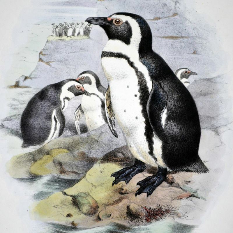 African Penguin