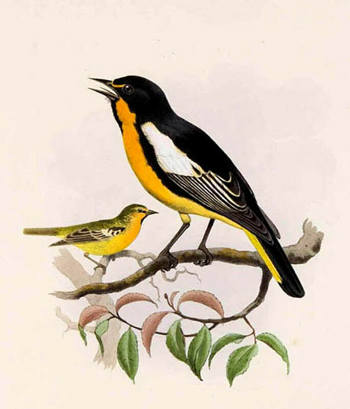 Oriole d'Abeillé