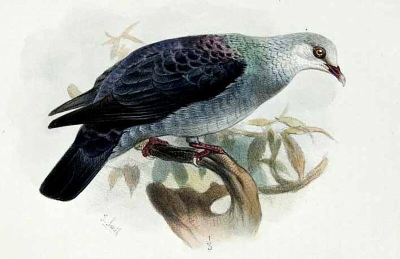 Andaman Wood Pigeon