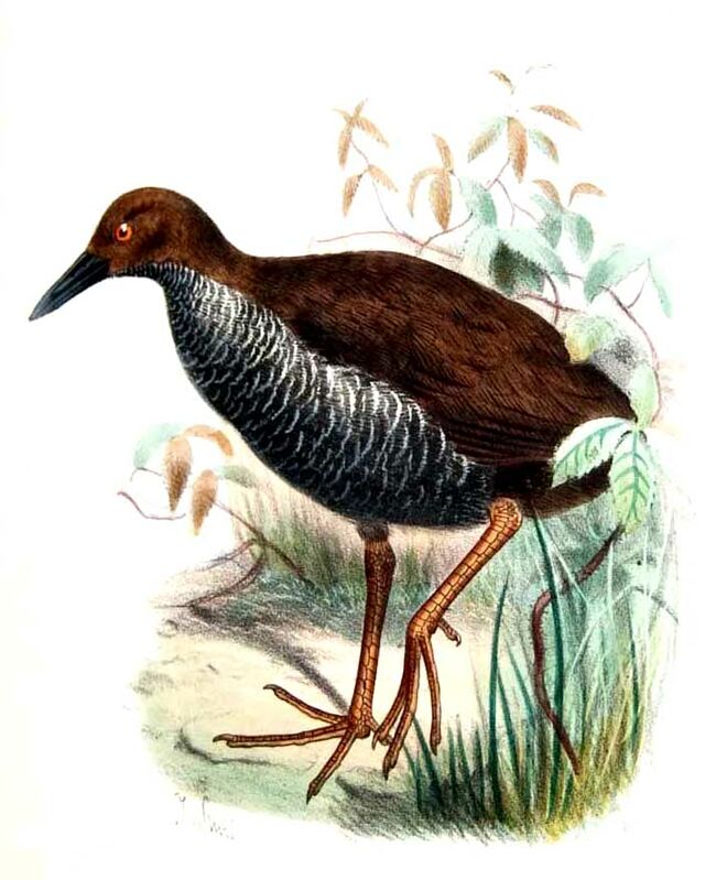 Pink-legged Rail