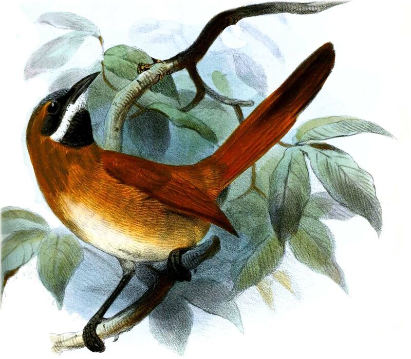 White-whiskered Spinetail