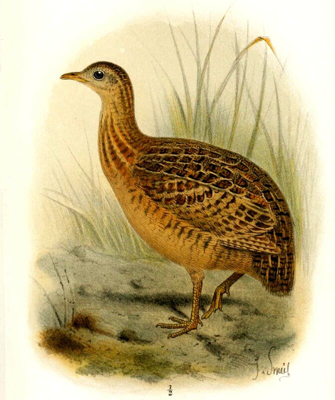 Tinamou de Darwin