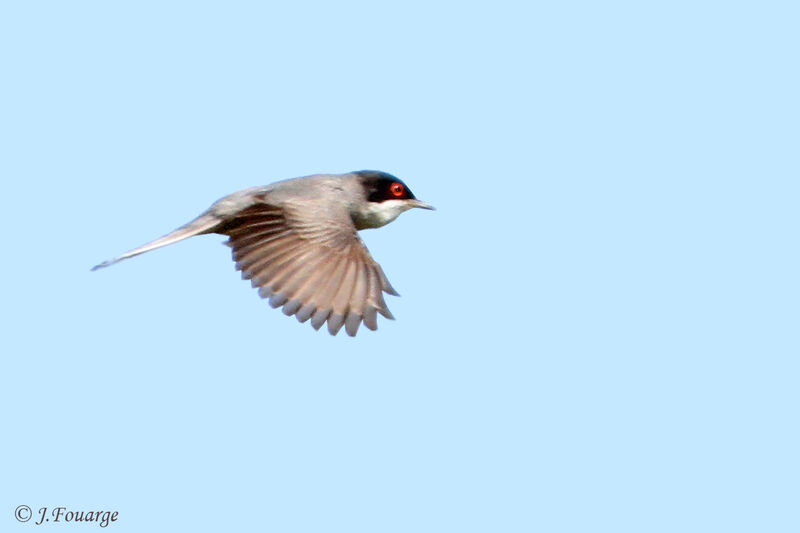 Sardinian Warbler male adult, Flight