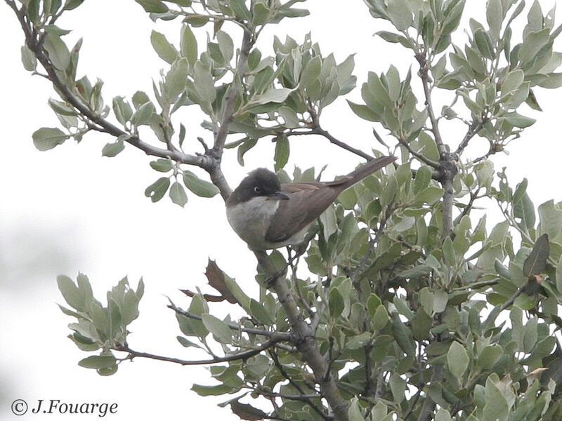 Western Orphean Warbler male adult