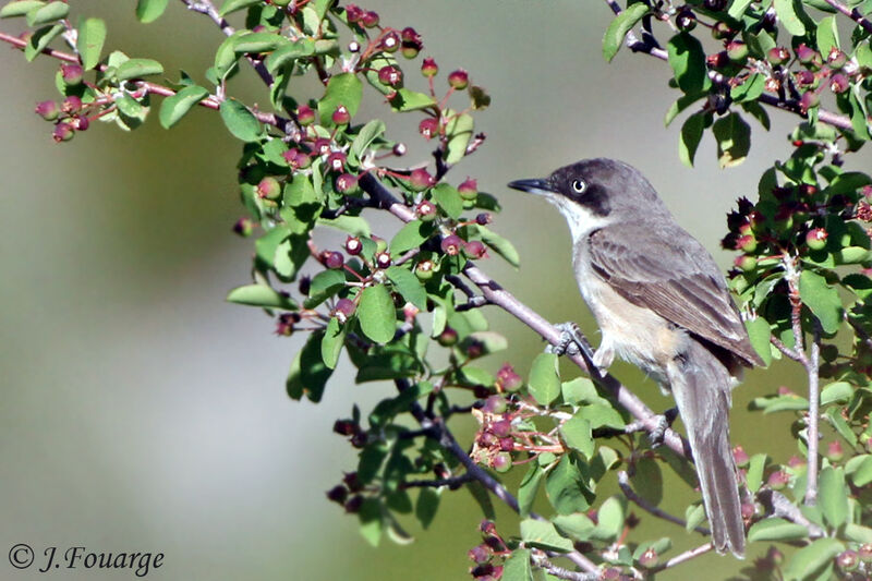 Western Orphean Warbler male adult, identification