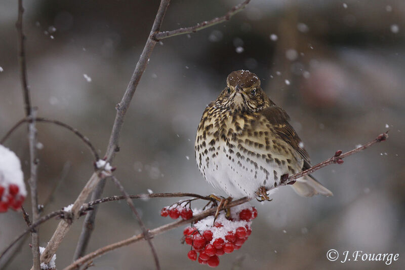 Song Thrush, identification, Behaviour