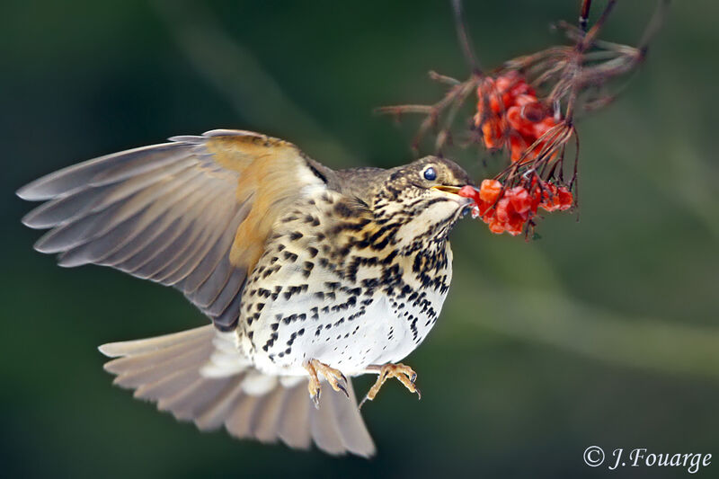 Song Thrush, feeding habits, Behaviour