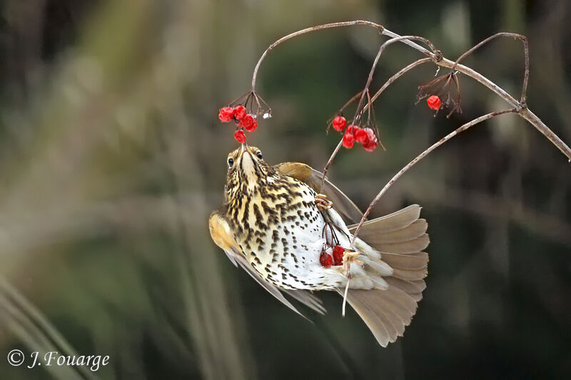 Song Thrush, feeding habits, Behaviour