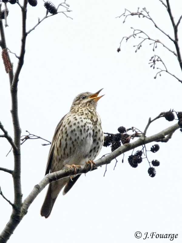 Song Thrush male adult, song, Behaviour