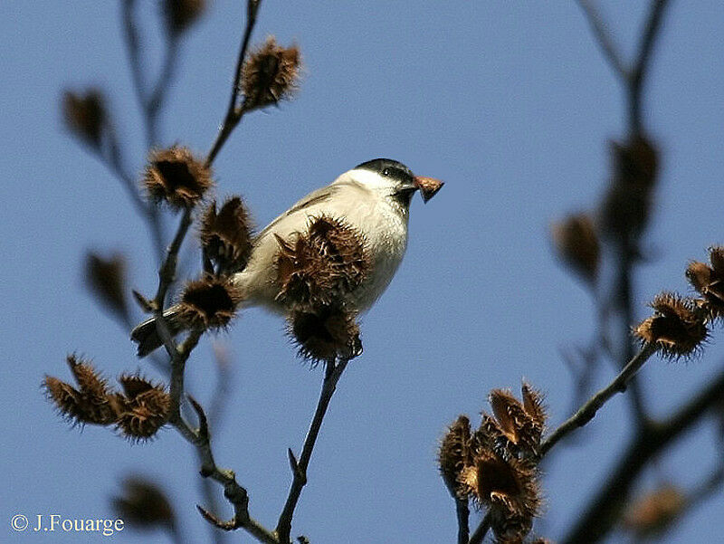 Willow Tit