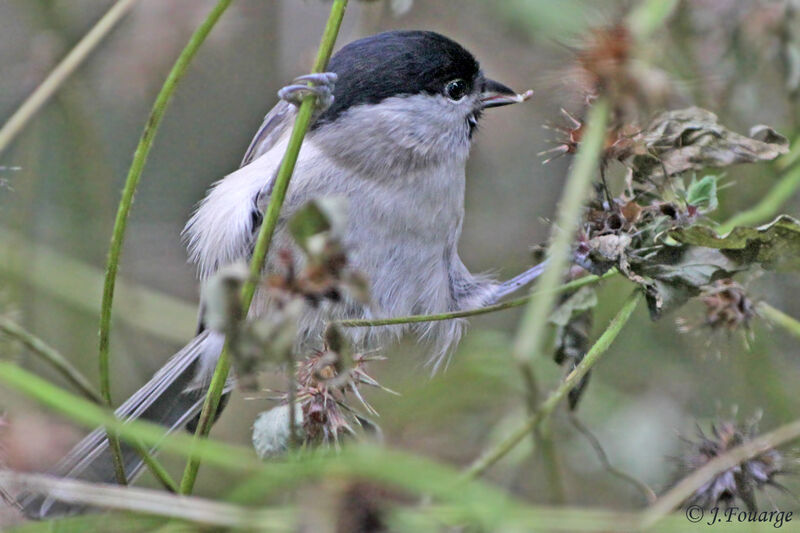 Mésange nonnette, identification, régime, Comportement