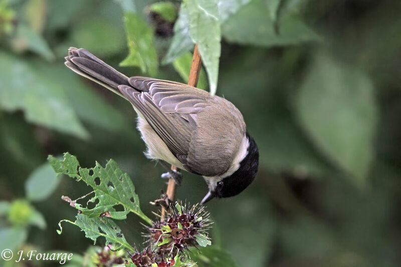 Mésange nonnette, identification, régime, Comportement