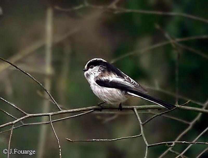 Long-tailed Tit