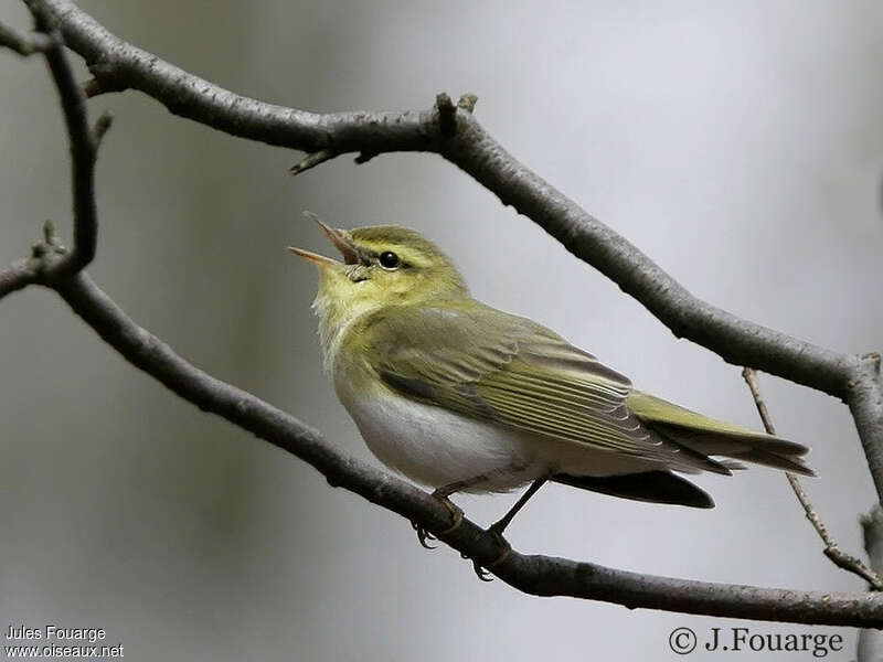 Wood Warbler male adult, song