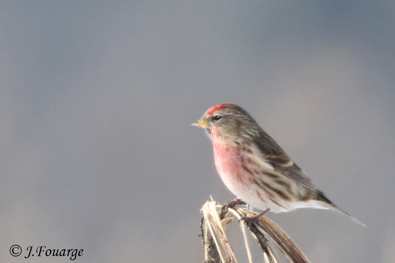 Redpoll male adult, identification